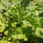 WhatsApp Image 2025-06-09 at 11.13.12 (1)