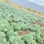 WhatsApp Image 2025-06-09 at 11.13.14 (1)